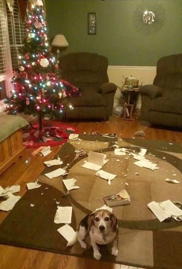 12 Dogs Who Ruined Christmas In The Funniest Ways - picture 3