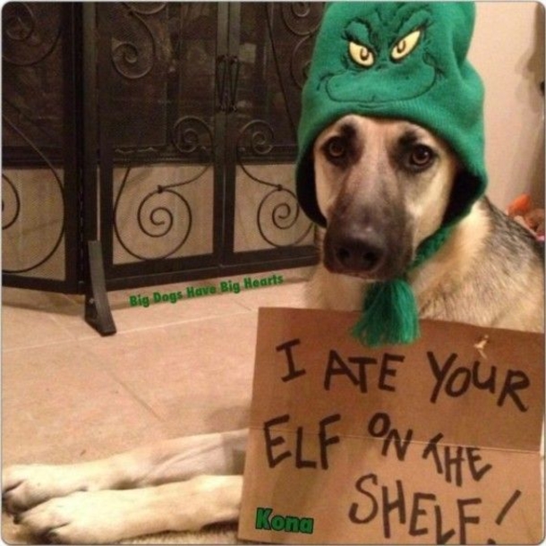 12 Dogs Who Ruined Christmas In The Funniest Ways - picture 4