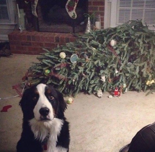 12 Dogs Who Ruined Christmas In The Funniest Ways - picture 5