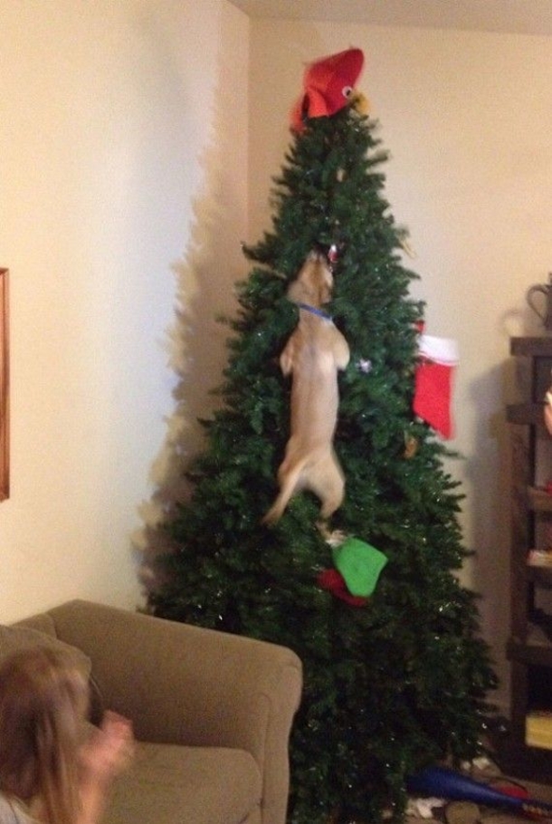12 Dogs Who Ruined Christmas In The Funniest Ways - picture 6