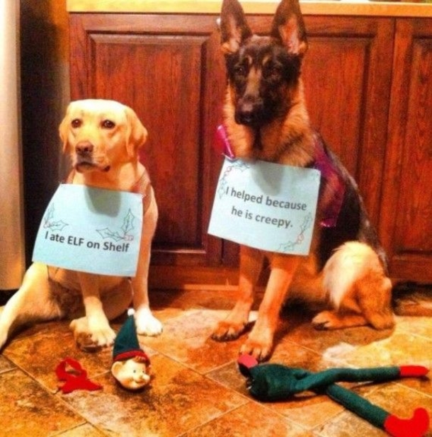 12 Dogs Who Ruined Christmas In The Funniest Ways - picture 7