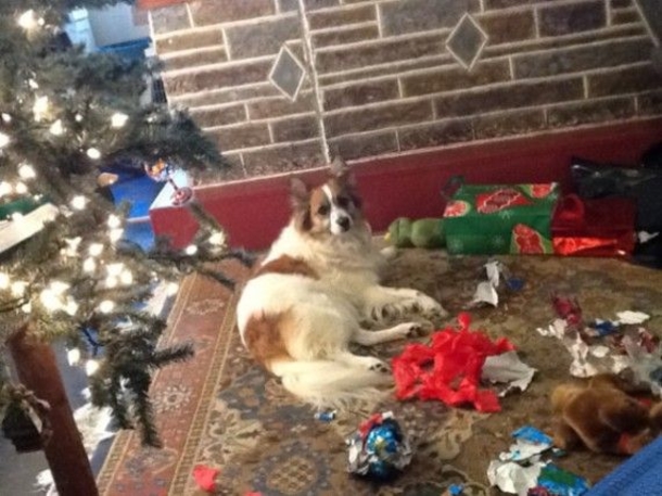 12 Dogs Who Ruined Christmas In The Funniest Ways - picture 8