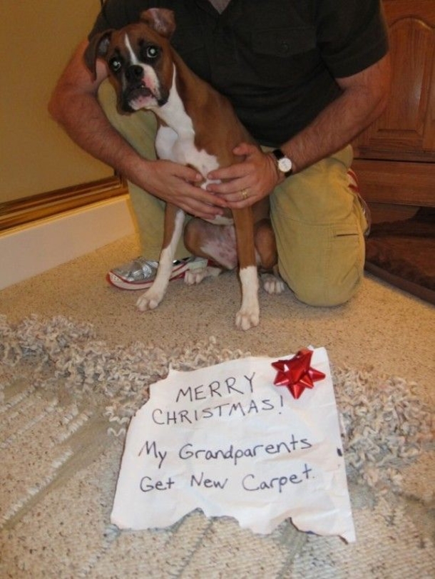 12 Dogs Who Ruined Christmas In The Funniest Ways - picture 9