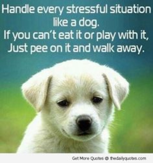 12 Funny Quotes That Reflect On Life - picture 7