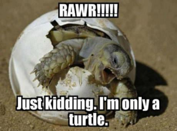 13 Funny Animal Memes To Make Your Day - picture 10