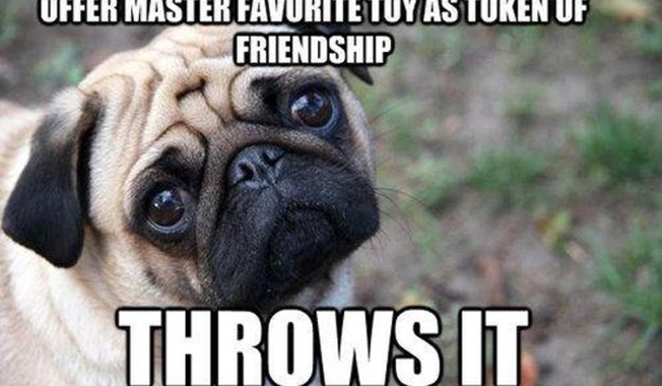 13 Funny Animal Memes To Make Your Day - picture 11