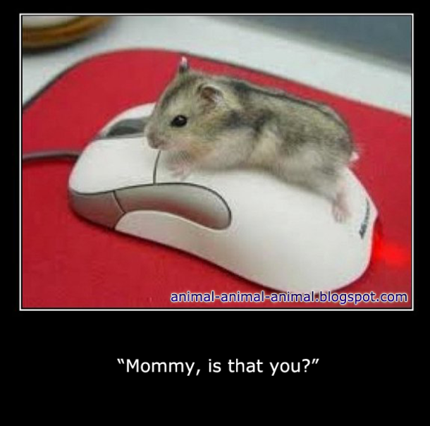 13 Funny Animal Memes To Make Your Day - picture 12