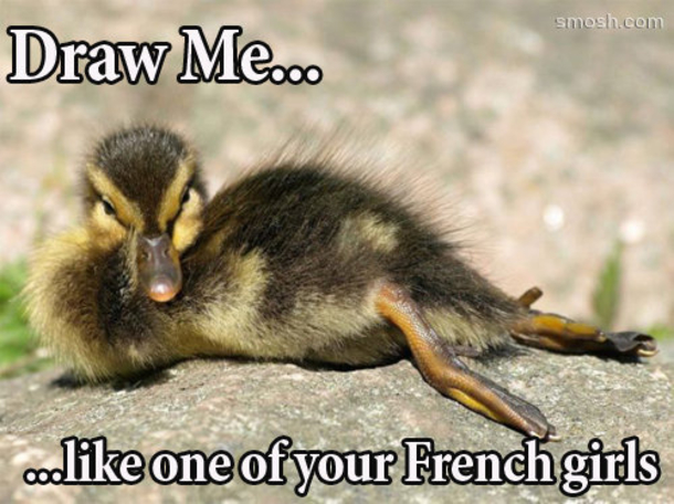 13 Funny Animal Memes To Make Your Day - picture 14