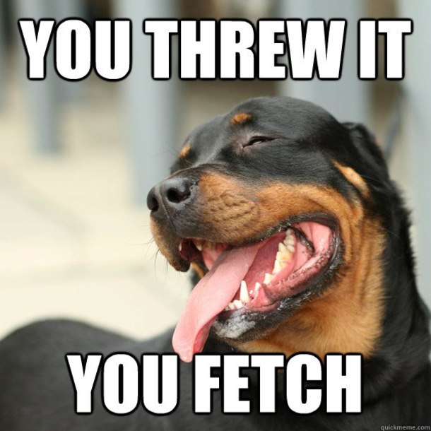 13 Funny Animal Memes To Make Your Day - picture 2