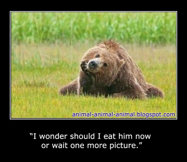 13 Funny Animal Memes To Make Your Day - picture 4