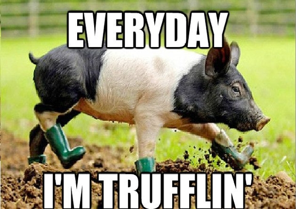 13 Funny Animal Memes To Make Your Day - picture 5