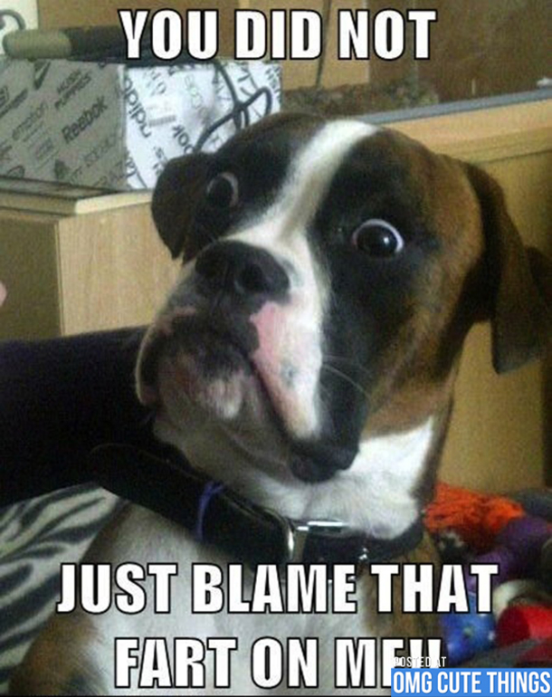 13 Funny Animal Memes To Make Your Day - picture 6