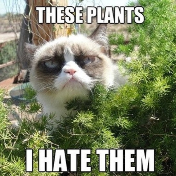 13 Funny Animal Memes To Make Your Day - picture 7