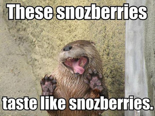 13 Funny Animal Memes To Make Your Day - picture 8