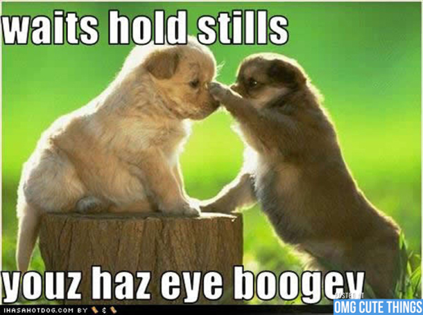 13 Funny Animal Memes To Make Your Day - picture 9