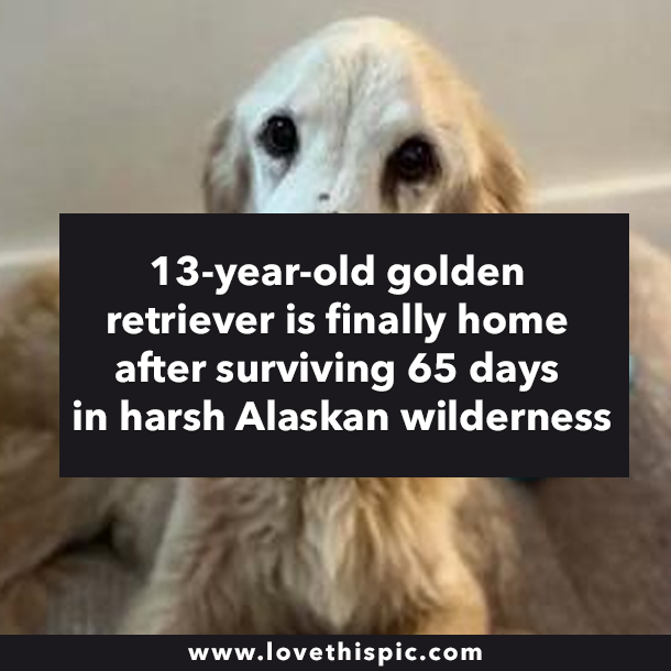 13-year-old golden retriever is finally home after surviving 65 days in harsh Alaskan wilderness