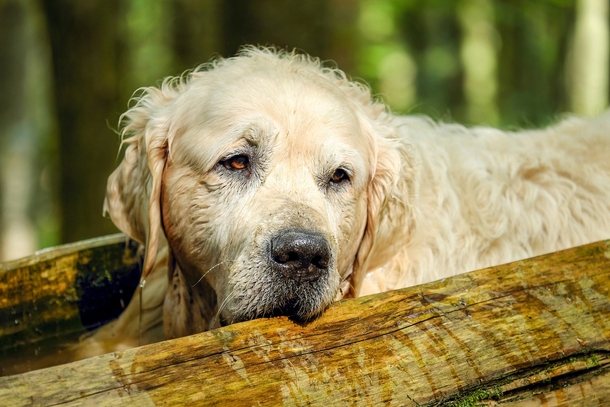 13-year-old golden retriever is finally home after surviving 65 days in harsh Alaskan wilderness - picture 2