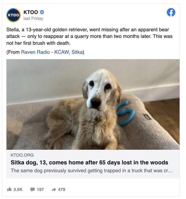 13-year-old golden retriever is finally home after surviving 65 days in harsh Alaskan wilderness - picture 3