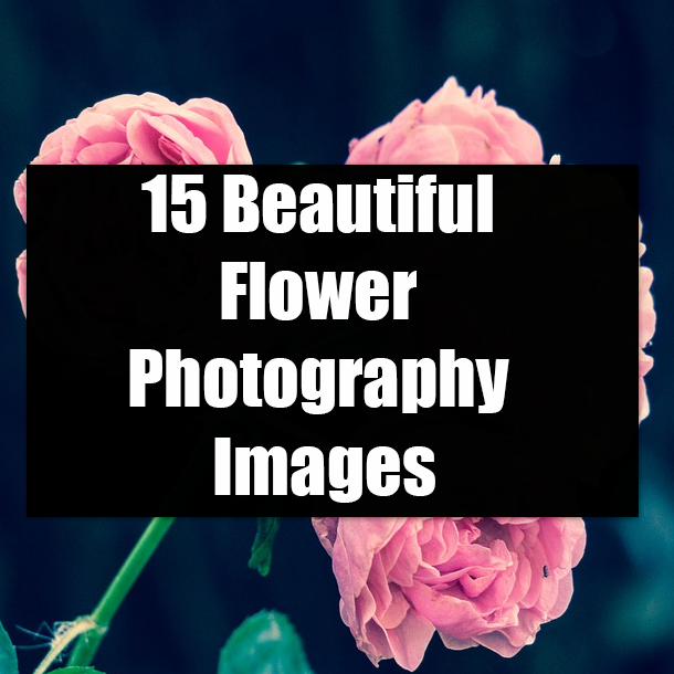 15 Beautiful Flower Photography Images