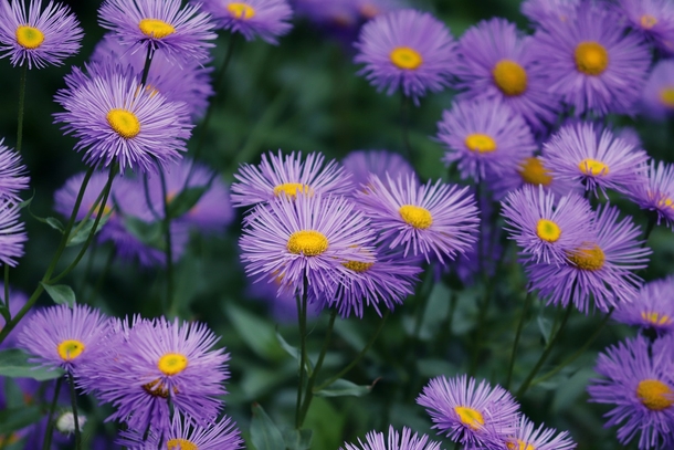 15 Beautiful Flower Photography Images - picture 10