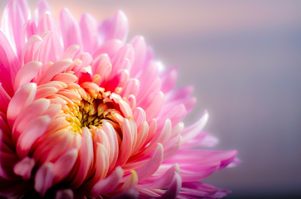15 Beautiful Flower Photography Images - picture 11