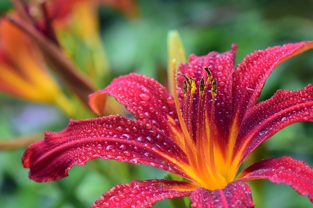 15 Beautiful Flower Photography Images - picture 12