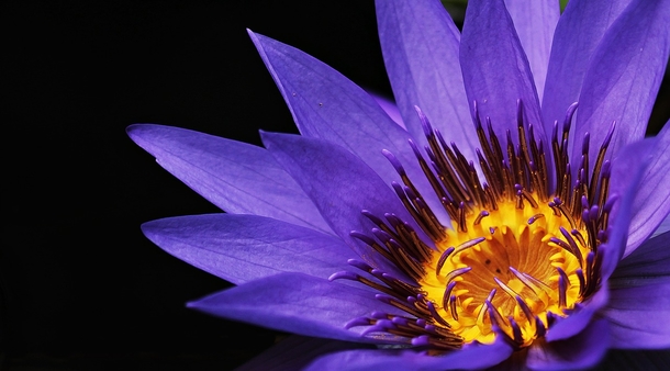 15 Beautiful Flower Photography Images - picture 13
