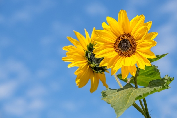 15 Beautiful Flower Photography Images - picture 14