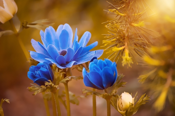 15 Beautiful Flower Photography Images - picture 15