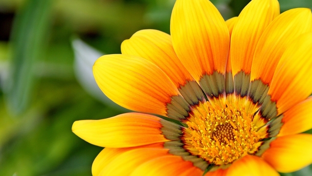 15 Beautiful Flower Photography Images - picture 16
