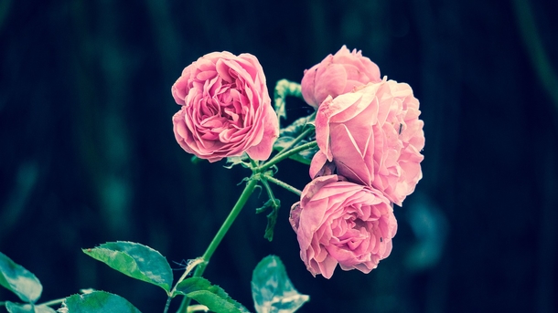 15 Beautiful Flower Photography Images - picture 17