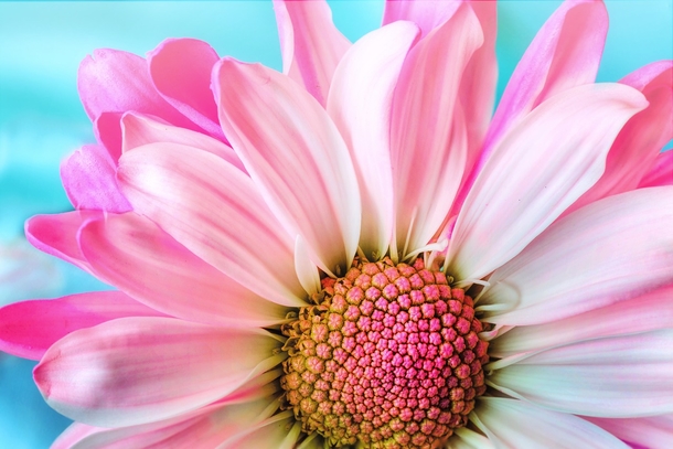 15 Beautiful Flower Photography Images - picture 2