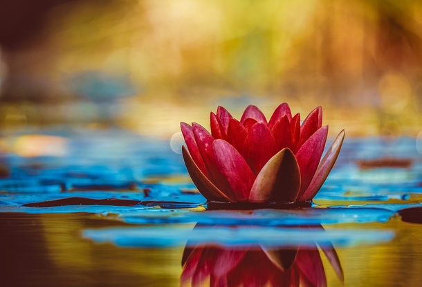 15 Beautiful Flower Photography Images - picture 3