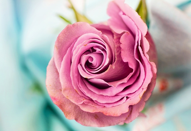 15 Beautiful Flower Photography Images - picture 4