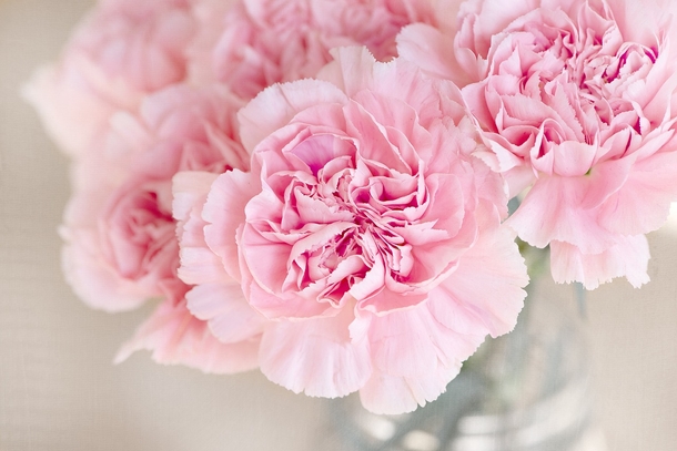 15 Beautiful Flower Photography Images - picture 7