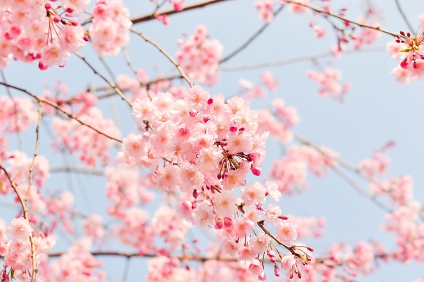 15 Beautiful Flower Photography Images - picture 9