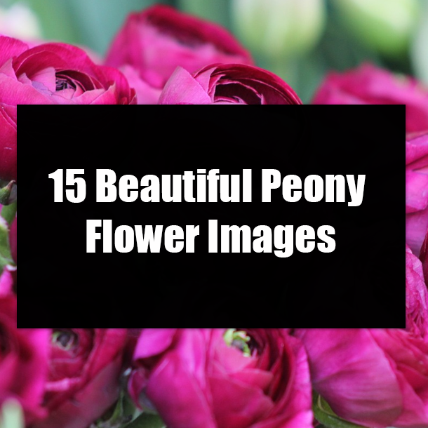 15 Beautiful Peony Flower Images