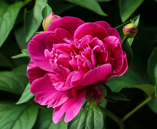 15 Beautiful Peony Flower Images - picture 10