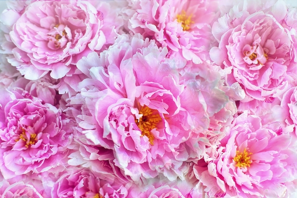 15 Beautiful Peony Flower Images - picture 11