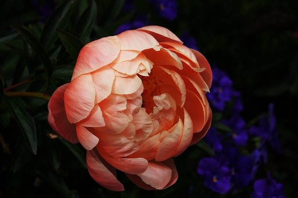 15 Beautiful Peony Flower Images - picture 12