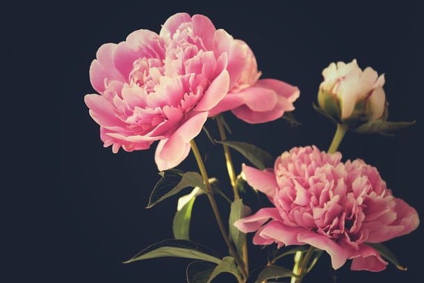 15 Beautiful Peony Flower Images - picture 13