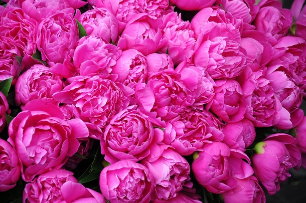 15 Beautiful Peony Flower Images - picture 14