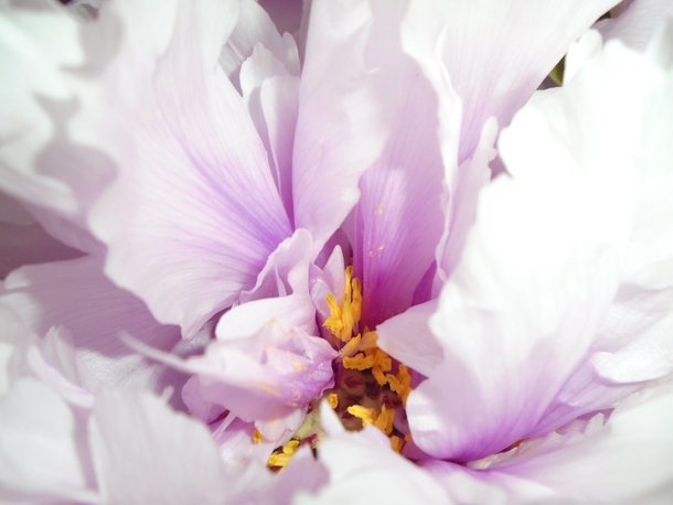 15 Beautiful Peony Flower Images - picture 15