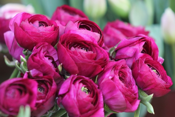 15 Beautiful Peony Flower Images - picture 16