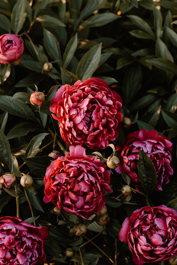 15 Beautiful Peony Flower Images - picture 2