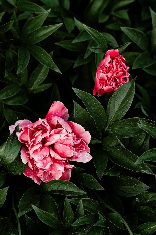 15 Beautiful Peony Flower Images - picture 3