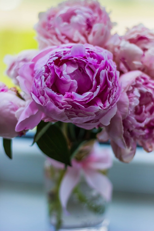 15 Beautiful Peony Flower Images - picture 4