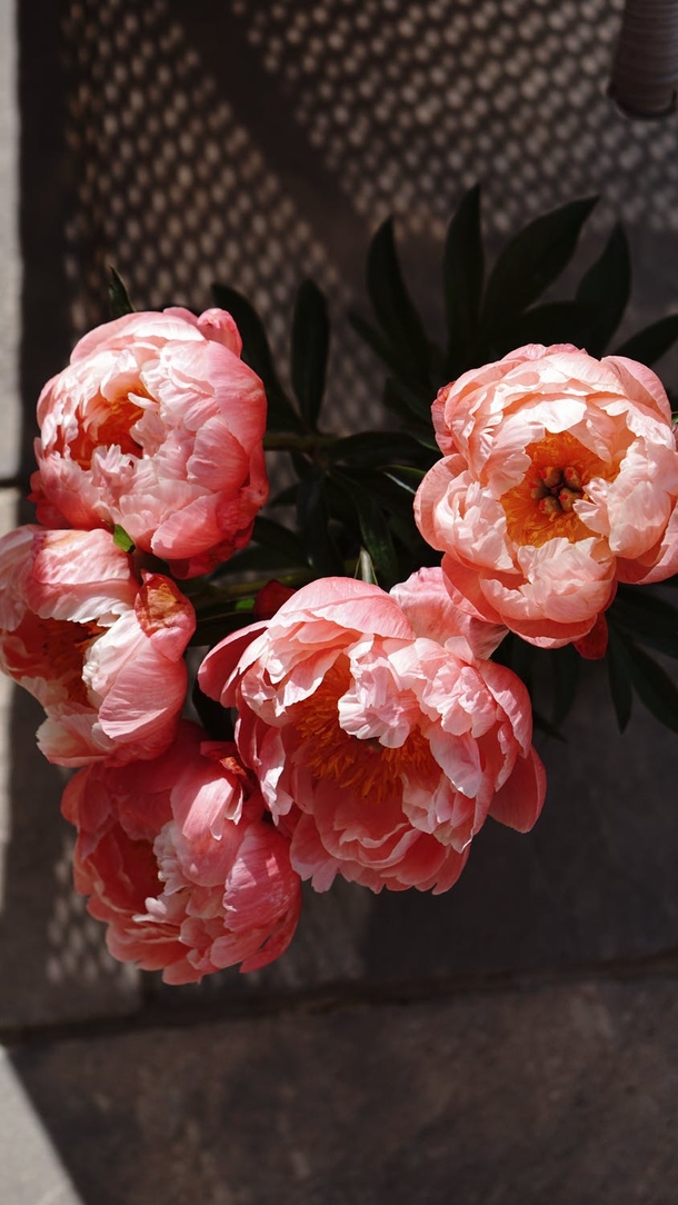 15 Beautiful Peony Flower Images - picture 5