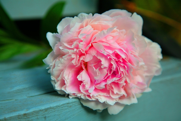 15 Beautiful Peony Flower Images - picture 6