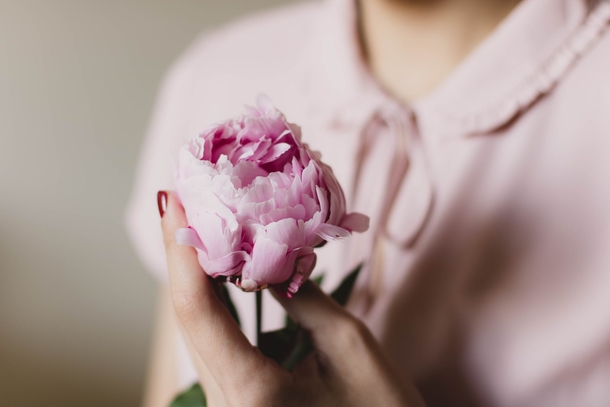 15 Beautiful Peony Flower Images - picture 7